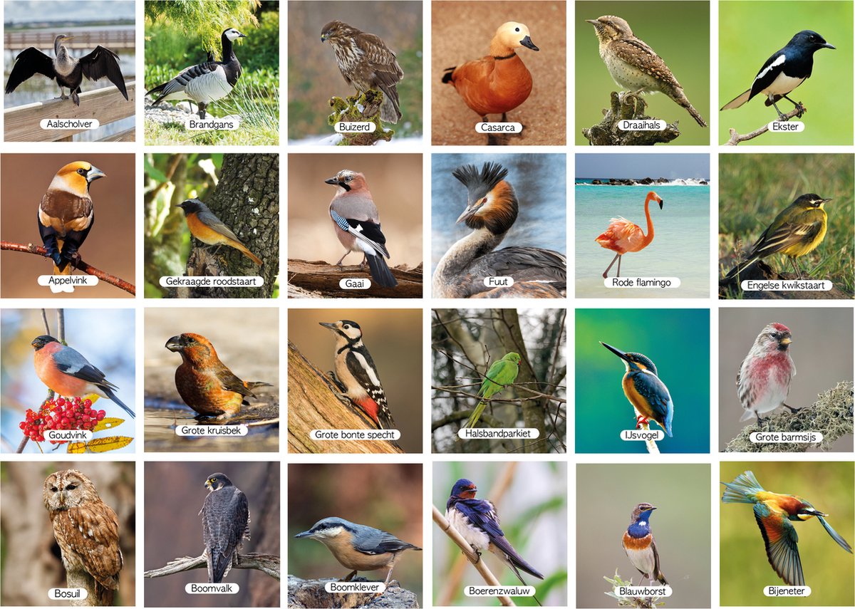 afbeelding vogels